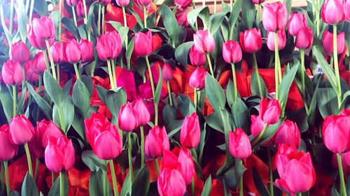 Full frame shot of pink tulips