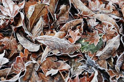 Full frame shot of dried autumn leaves on land