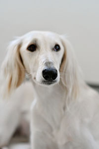 Close-up portrait of white dog