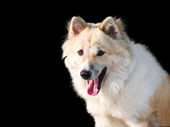 Close-up portrait of dog over black background