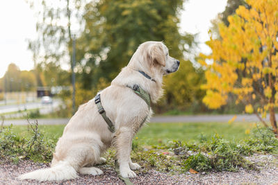 Dog looking away outdoors