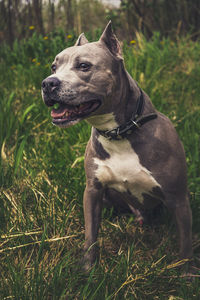 Close-up of dog