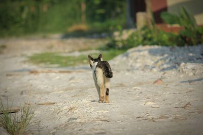 Full length of a cat on field