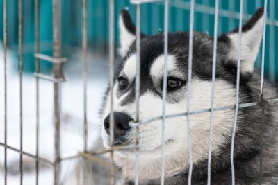 Close-up of a dog in cage