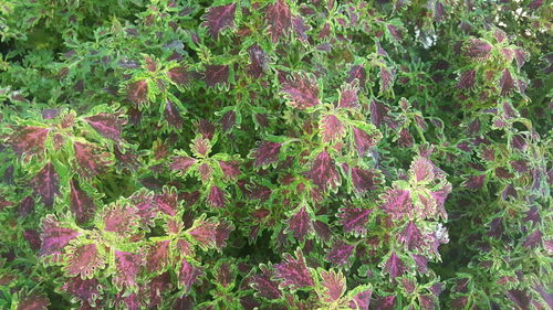 Full frame shot of pink flowering plants