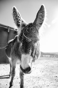 Close-up of horse against sky