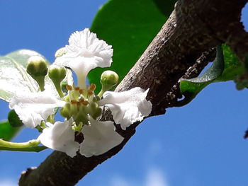 Low angle view of white flowers blooming on tree