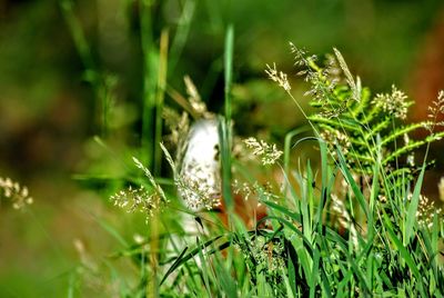 Close-up of insect on grass