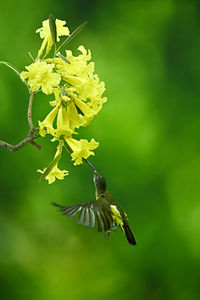 Close-up of butterfly pollinating on flower