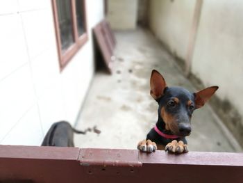High angle portrait of dog relaxing outdoors