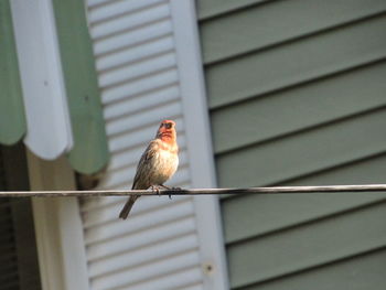 Low angle view of bird perching on metal