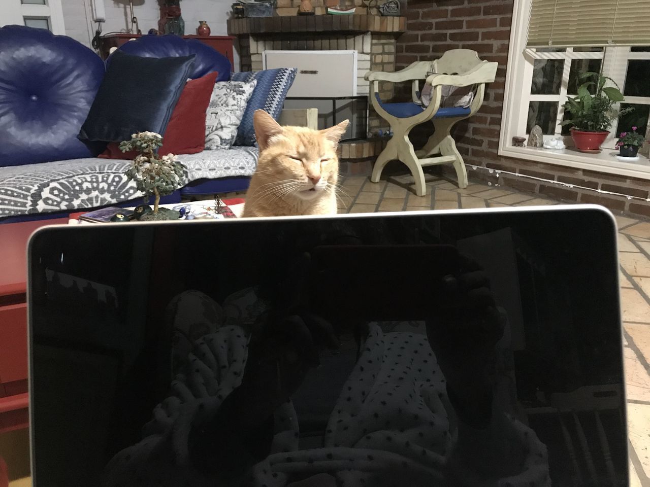 CAT RELAXING ON TABLE