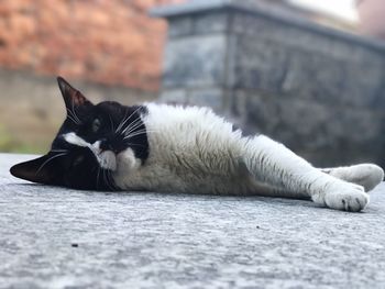 Portrait of cat relaxing outdoors