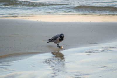 Bird on beach