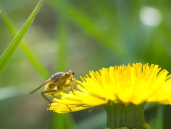 Close-up of bee pollinating on yellow flower