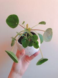 Close-up of hand holding plant against wall