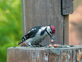 Close-up of bird perching on wooden post