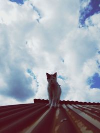 Low angle view of cat sitting on roof against sky