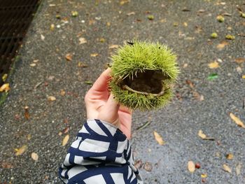 Close-up of hand holding cactus