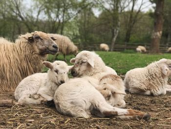 Close-up of sheep relaxing on ground