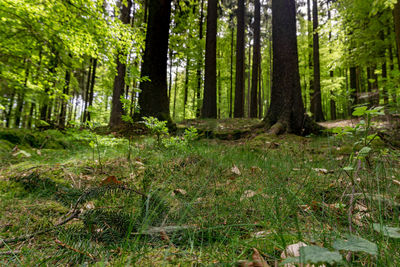 Trees growing in forest