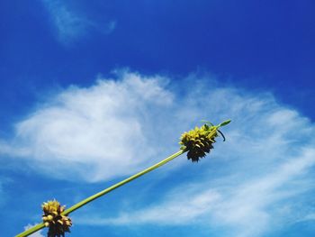 Low angle view of flowering plant against blue sky