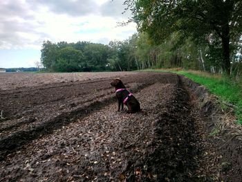 Rear view of person with dog on field