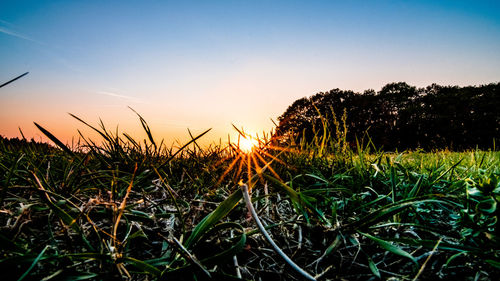Plants growing on field against sky during sunset