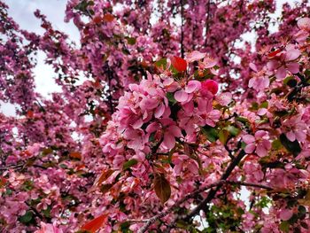 Low angle view of pink cherry blossoms in spring