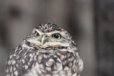 Close-up portrait of owl