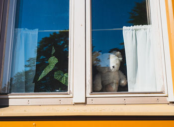 Portrait of teddy bear  on window