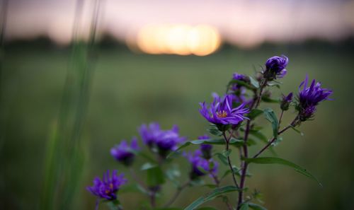 Close-up of purple flowering plant