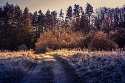 A beautiful spring landscape with a gravel road. springtime scenery of an old road in europe.