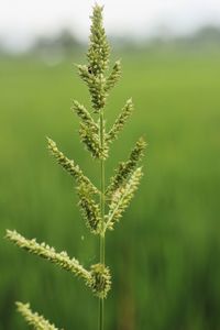 Close-up of stalks in field