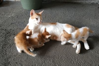 High angle view of a dog resting