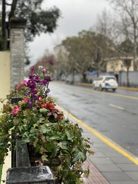 View of flowering plant on road