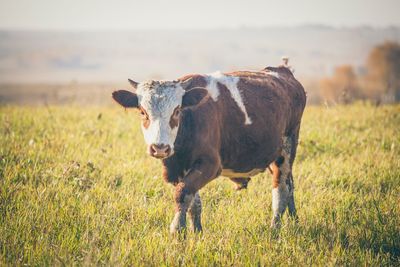 Horse standing in a field