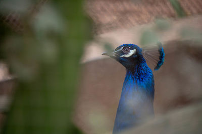 Close-up of a bird looking away