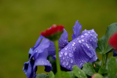 Close-up of water drops on flower