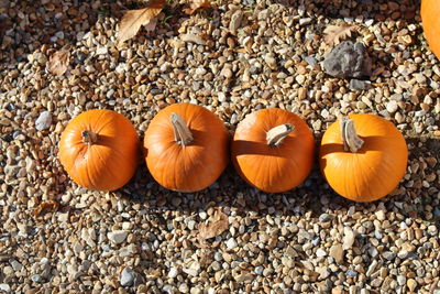 High angle view of pumpkins on pebbles