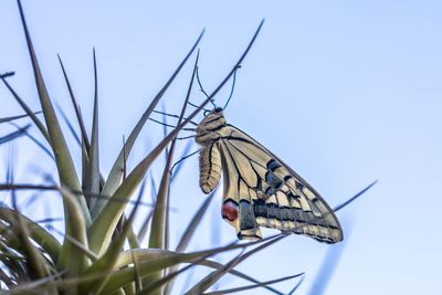 Close-up of butterfly