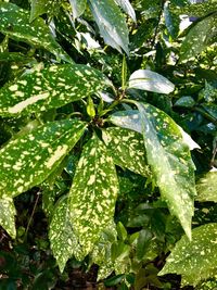 Close-up of fresh green plants