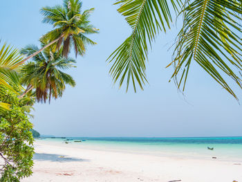 Palm trees on beach against clear sky