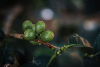 Close-up of fruit growing on tree