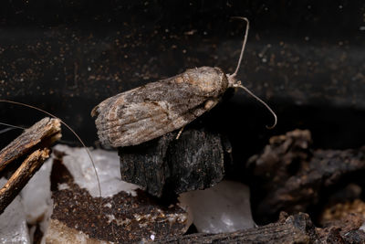 Close-up of dry leaf on rock