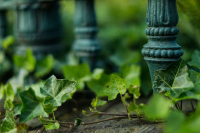 Close-up of fresh green leaves on plant in back yard