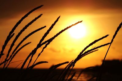 Close-up of plants growing on field at sunset