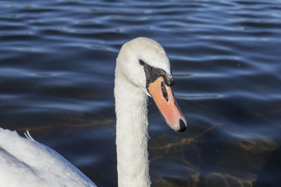 Swan swimming in lake