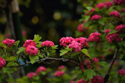 Red flowers blooming outdoors