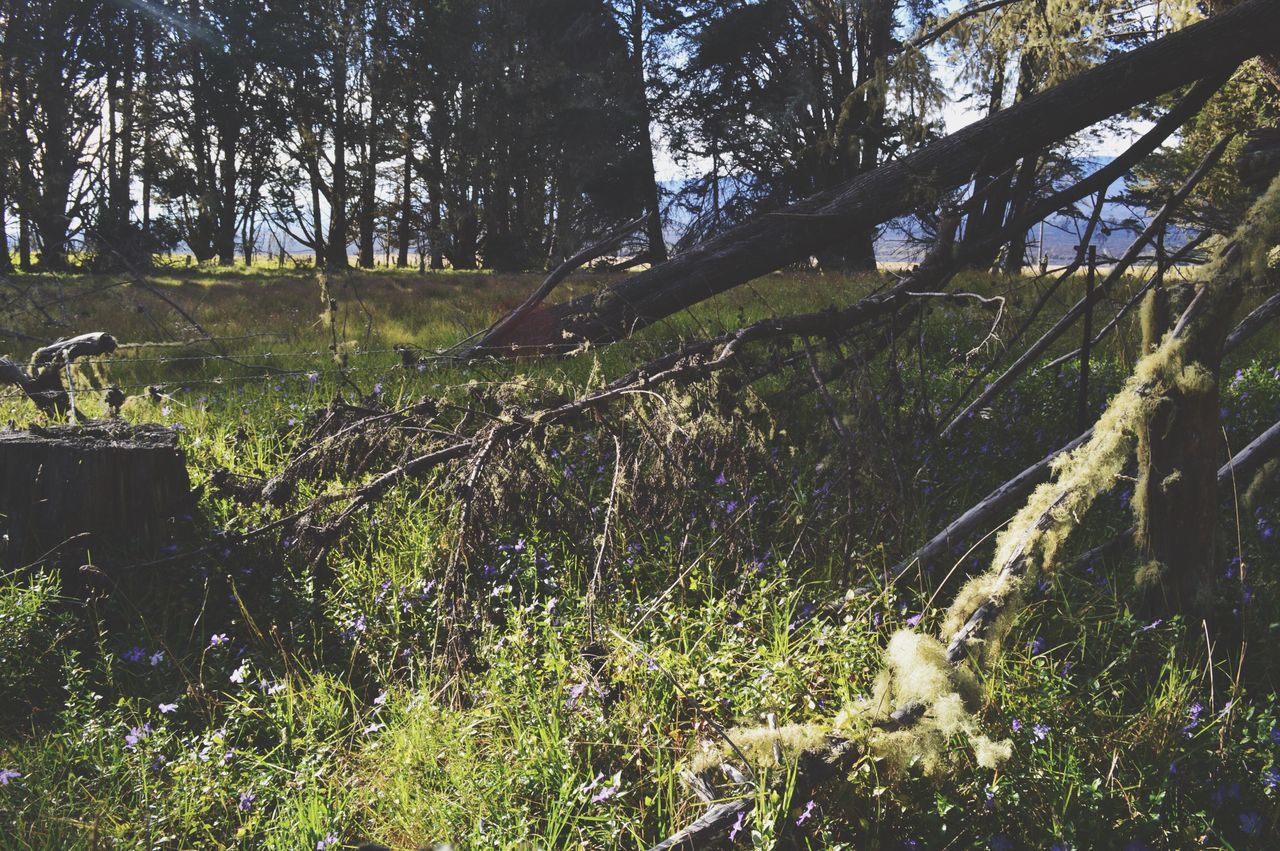 tree, growth, nature, tranquility, beauty in nature, no people, tranquil scene, outdoors, day, scenics, green color, tree trunk, forest, sky, lush - description